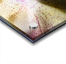 Store Macro 5L3A3617 Acrylic print