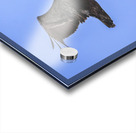 Store Dania Beach AE2A8905 Acrylic print