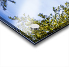 Holland E2A0159 Acrylic print