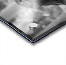 Wildlife 5 Acrylic print