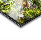 Wildlife 4 Acrylic print