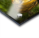 Wildlife 3 Acrylic print