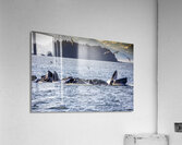 Alaska Whales Acrylic Print