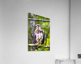 Alaska Juvenile Eagle Acrylic Print