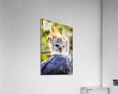 Harpy Eagle Acrylic Print