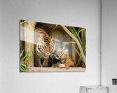 Tigers Acrylic Print