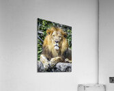 Lion Acrylic Print
