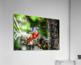 Painted bunting Acrylic Print