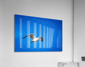 Store Alaska5L3A7673 Acrylic Print