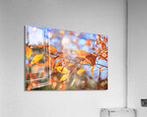 Store Georgia 5L3A0068 Impression acrylique