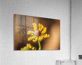 Store Georgia 5L3A0133 Acrylic Print