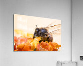 Store Macro 2024 06 16 Acrylic Print