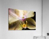 Store Macro 5L3A3617 Acrylic Print