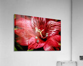 Store Macro 5L3A3569 Impression acrylique