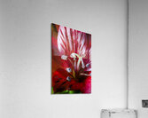 Store Macro 5L3A3662 Acrylic Print