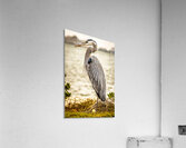 Store Key Biscayne AE2A9016 Impression acrylique