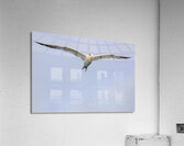 Store Dania Beach AE2A8747 Acrylic Print