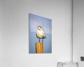 Store Dania Beach AE2A8826 Acrylic Print