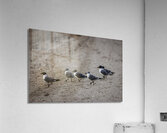 Store Dania Beach AE2A8947 Acrylic Print