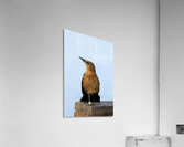 Store Dania Beach AE2A8779 Impression acrylique