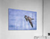 Store Dania Beach AE2A8885 Acrylic Print