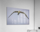 Store Dania Beach AE2A8748 Acrylic Print