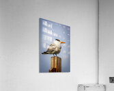 Store Dania Beach AE2A8709 Acrylic Print