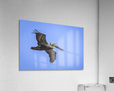 Store Dania Beach AE2A8905 Acrylic Print