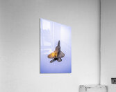 Store FLLAirShow AE2A4776 Acrylic Print