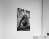 Wildlife 5 Acrylic Print