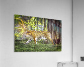 Wildlife 4 Acrylic Print