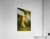 Wildlife 3 Acrylic Print