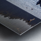 Alaska Whales Metal print