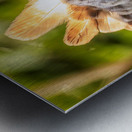 Harpy Eagle Metal print