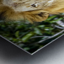 Lion Metal print