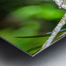 Painted bunting Metal print