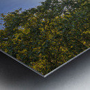 Store Rome 5L3A5579 Metal print