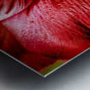 Store Macro 5L3A3569 Impression metal