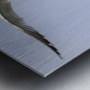 Store Dania Beach AE2A8747 Metal print