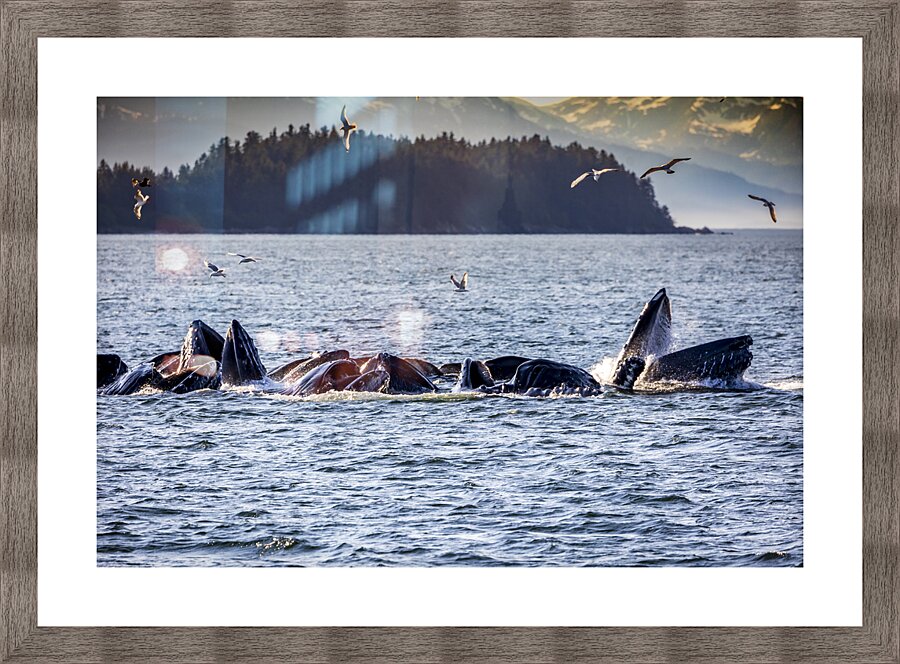 Alaska Whales Picture Frame print