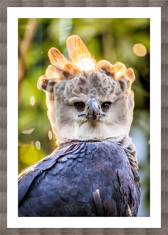 Harpy Eagle Picture Frame print