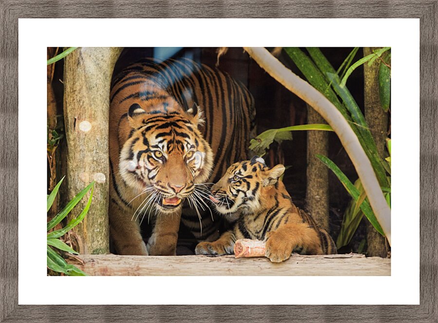 Tigers Picture Frame print