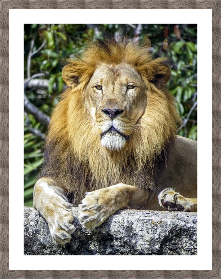 Lion Picture Frame print