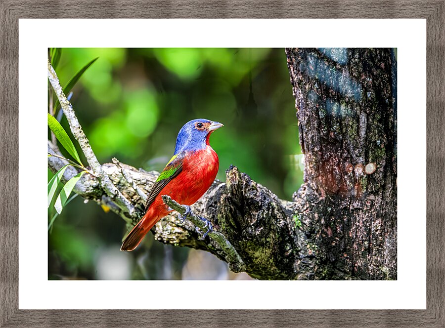 Painted bunting Picture Frame print