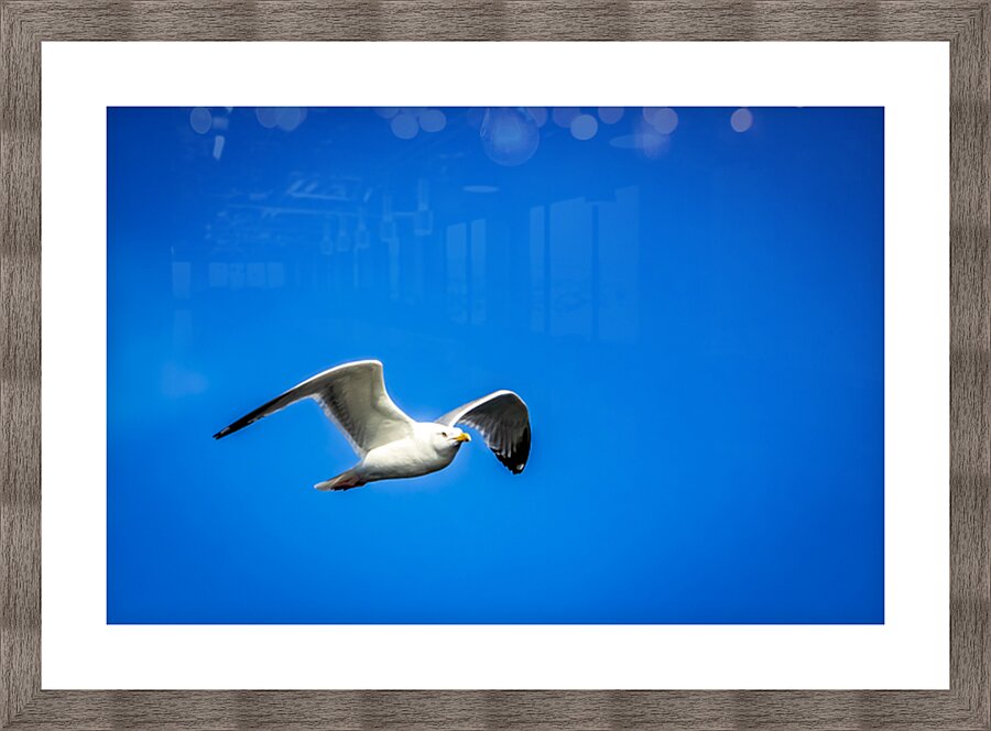 Store Alaska5L3A7673 Picture Frame print