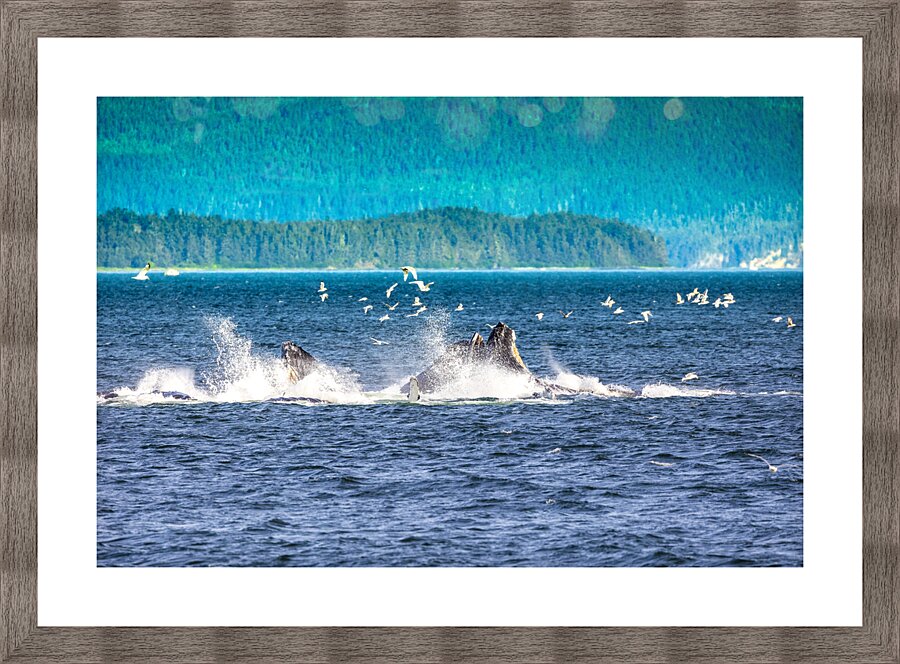 Store Alaska5L3A7688 Picture Frame print