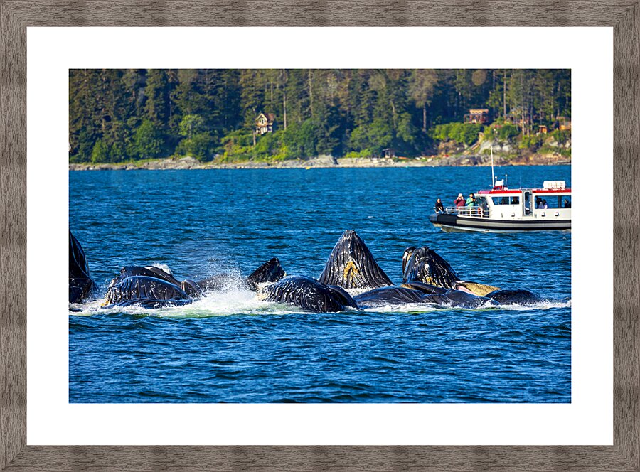 Store Alaska5L3A7546 Picture Frame print