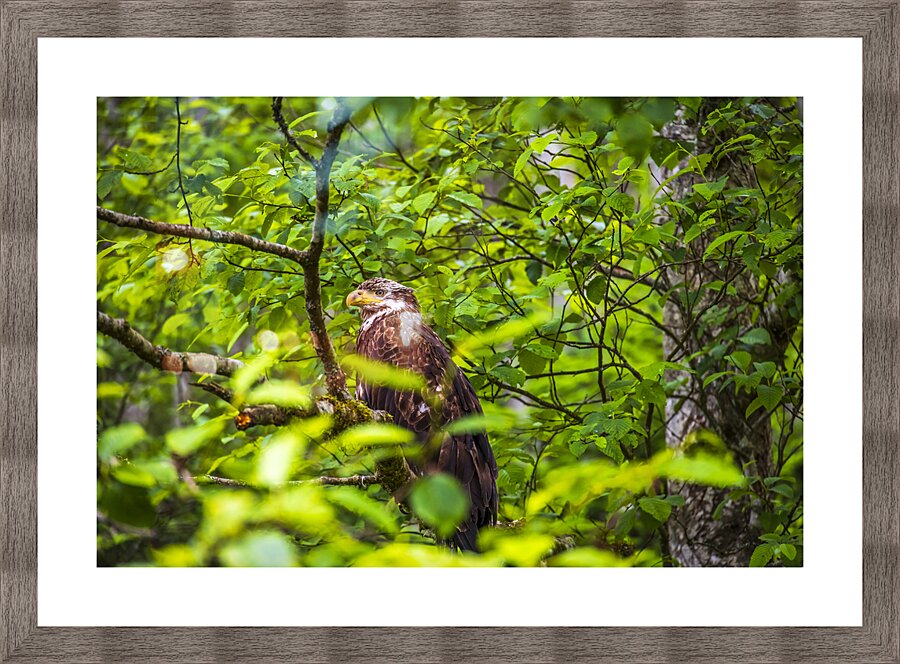 Store Alaska5L3A8248 Picture Frame print