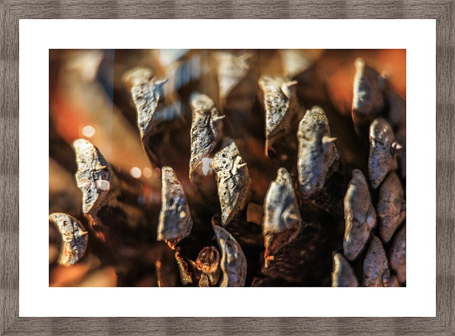 Store Georgia 5L3A0127 Picture Frame print