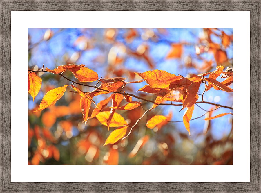 Store Georgia 5L3A0068 Impression et Cadre photo